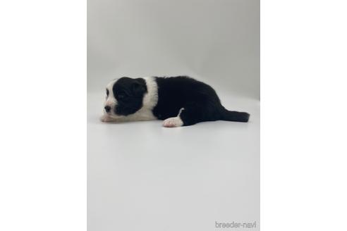 成約済の愛知県のボーダーコリー-238107の5枚目