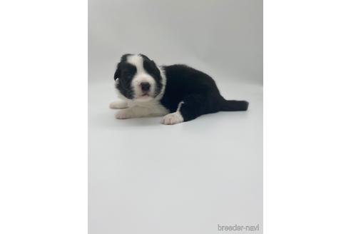 成約済の愛知県のボーダーコリー-238107の6枚目