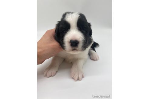 成約済の愛知県のボーダーコリー-238107の7枚目