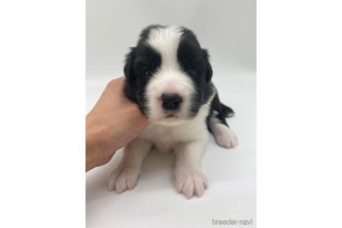 成約済の愛知県のボーダーコリー-238107