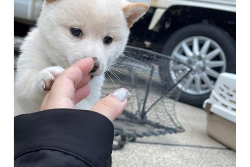 成約済の富山県の豆柴-230616の1枚目