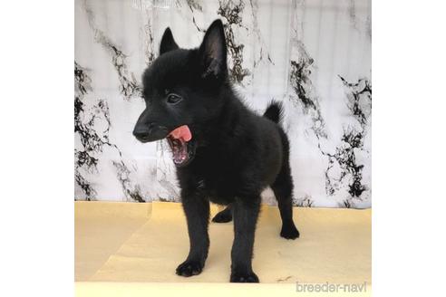 成約済の茨城県のスキッパーキ-235885の19枚目