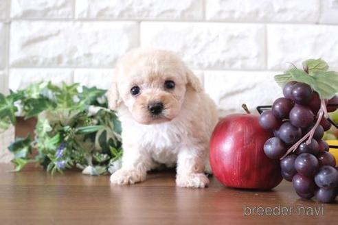 成約済の滋賀県のトイプードル-238155の1枚目