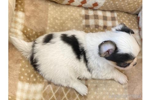 成約済の香川県のチワワ(ロングコート)-238178の4枚目