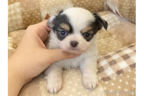 成約済の香川県のチワワ(ロングコート)-238178の3枚目