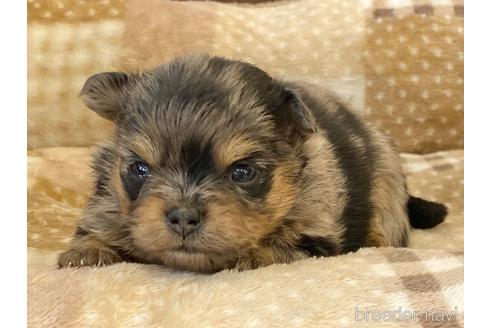 成約済の香川県のポメチワ:ポメラニアン×チワワ-238181の5枚目