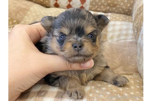 成約済の香川県のポメチワ:ポメラニアン×チワワ-238181