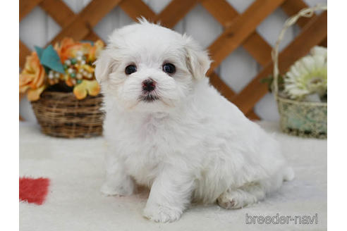 子犬