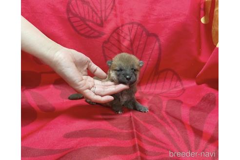 成約済の奈良県の豆柴-238208の10枚目