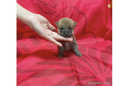 成約済の奈良県の豆柴-238208の8枚目