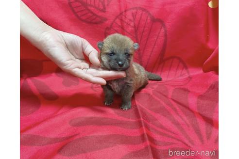 成約済の奈良県の豆柴-238208の9枚目