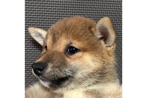 成約済の福岡県の豆柴-235668の8枚目