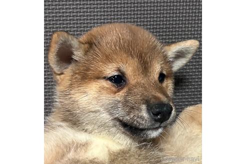 成約済の福岡県の豆柴-235668の2枚目