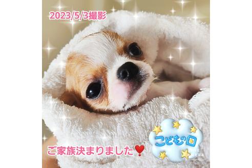 成約済の東京都のチワワ(スムースコート)-228207の17枚目