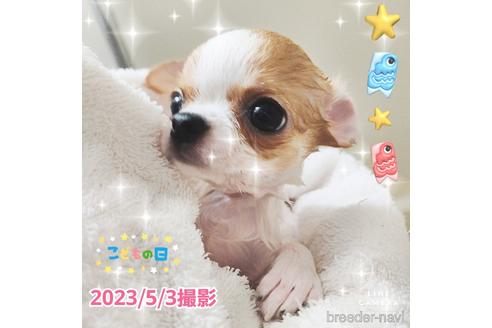 成約済の東京都のチワワ(スムースコート)-228207の16枚目