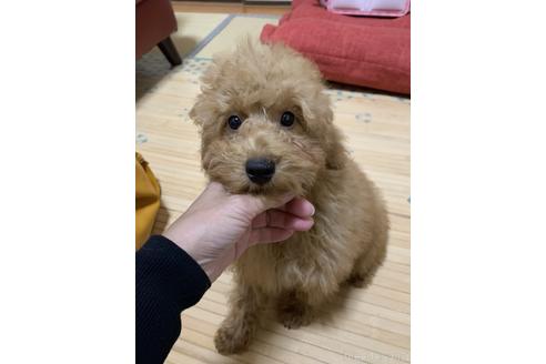 成約済の宮崎県のトイプードル-223469