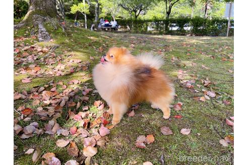 花生くん1枚目