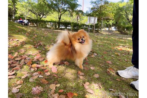 花生くん1枚目