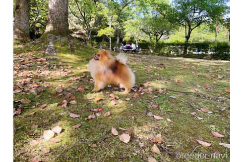 花生くん1枚目