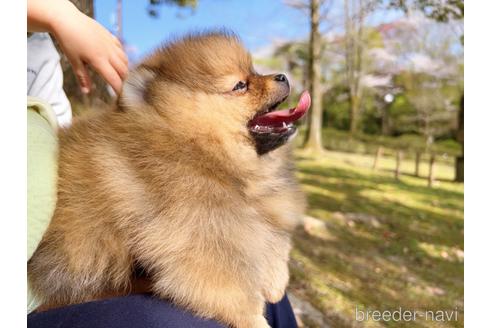 成約済の岐阜県のポメラニアン-225267の3枚目