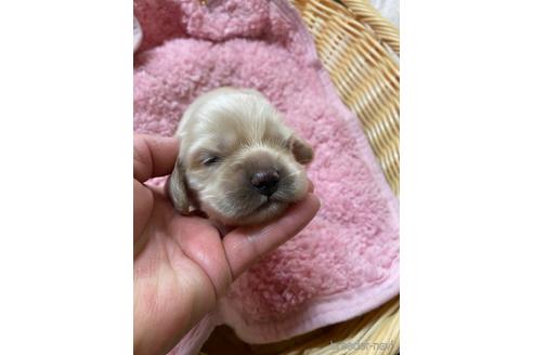 販売中の長野県のアメリカンコッカースパニエル-235773