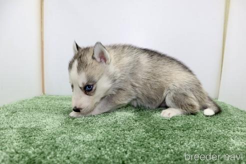 成約済の群馬県のシベリアンハスキー-236294の3枚目