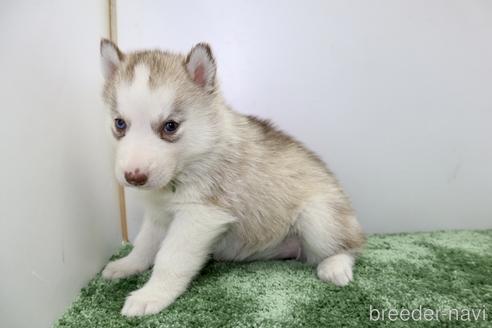 成約済の群馬県のシベリアンハスキー-236298の10枚目