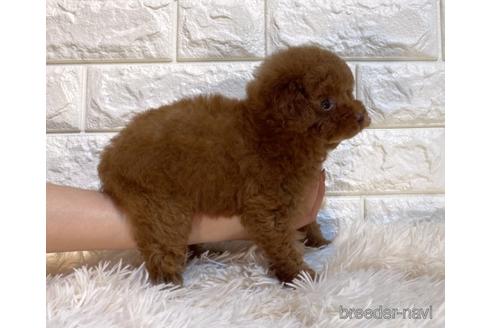 成約済の茨城県のタイニープードル-238508の2枚目