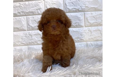 成約済の茨城県のタイニープードル-238508の3枚目