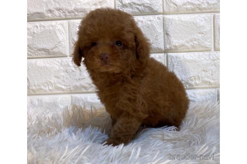 成約済の茨城県のタイニープードル-238508の4枚目