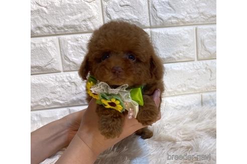 成約済の茨城県のタイニープードル-238508の5枚目