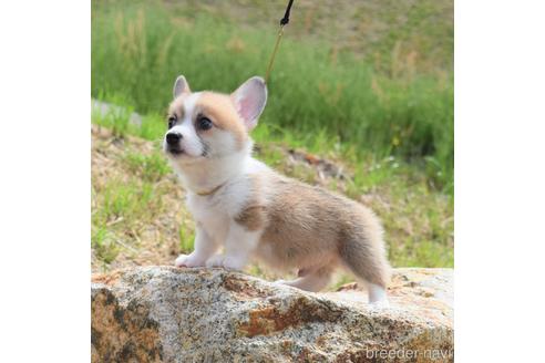 成約済の岡山県のウェルシュコーギーペンブローク-238523の1枚目