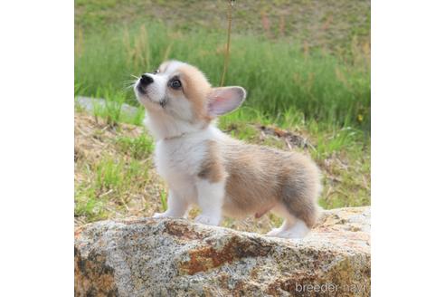 成約済の岡山県のウェルシュコーギーペンブローク-238523の2枚目