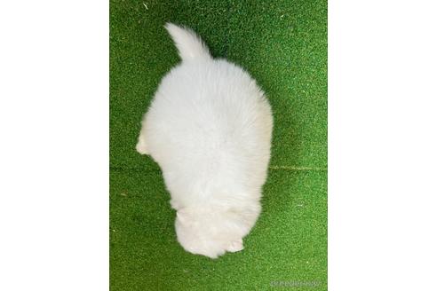 成約済の愛知県の日本スピッツ-238560の6枚目