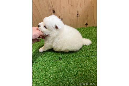 成約済の愛知県の日本スピッツ-238110の9枚目