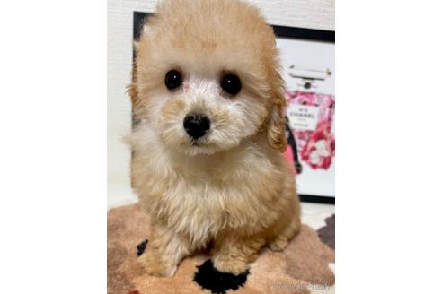 成約済の岡山県のトイプードル-225288の4枚目