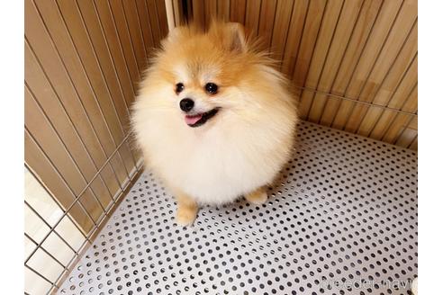 海棠ちゃん1枚目
