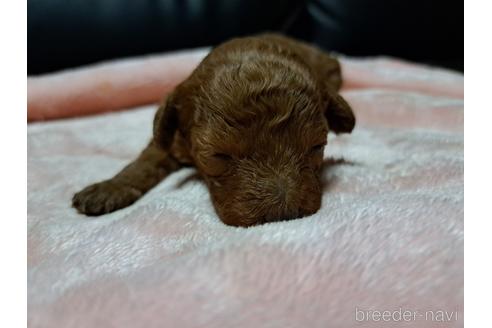 成約済の愛知県のトイプードル-236665の1枚目