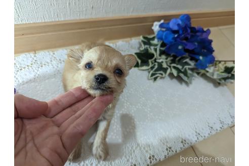 成約済の広島県のチワプー:チワワ×トイプードル-235993の99枚目