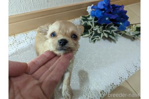 成約済の広島県のチワプー:チワワ×トイプードル-235993の96枚目