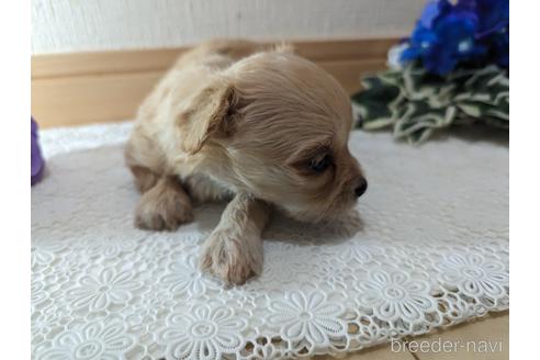 成約済の広島県のチワプー:チワワ×トイプードル-235993の92枚目