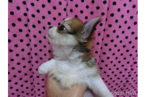 成約済の京都府のチワワ(ロングコート)-236273の5枚目