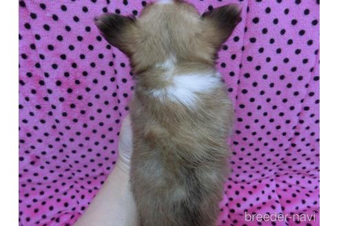 成約済の京都府のチワワ(ロングコート)-236273の4枚目