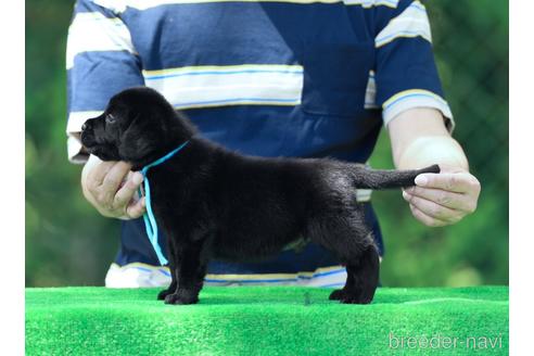 成約済の三重県のラブラドールレトリーバー-238653の5枚目