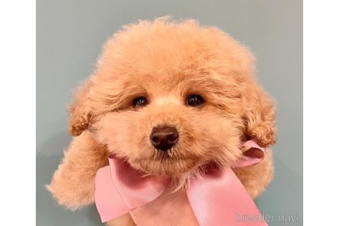 成約済の茨城県のタイニープードル-227770の5枚目