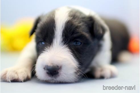 成約済の埼玉県のボーダーコリー-238676の1枚目