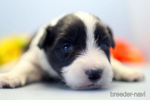 成約済の埼玉県のボーダーコリー-238676の5枚目