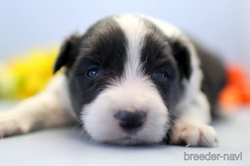 成約済の埼玉県のボーダーコリー-238676の4枚目