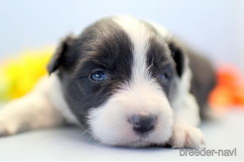 成約済の埼玉県のボーダーコリー-238676の3枚目