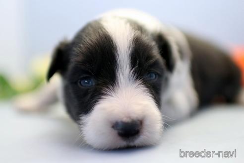 成約済の埼玉県のボーダーコリー-238676の2枚目